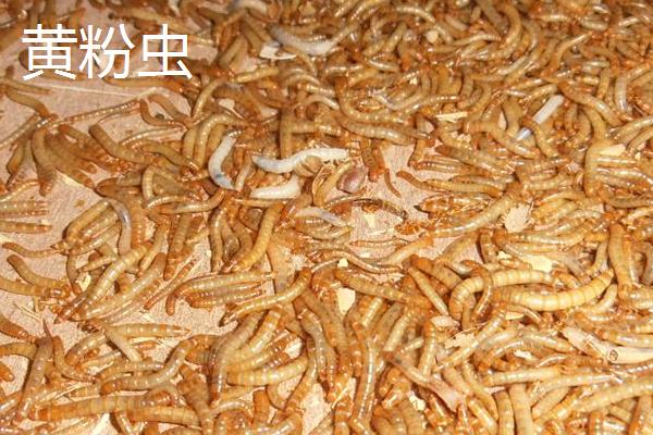 如何饲养黄粉虫