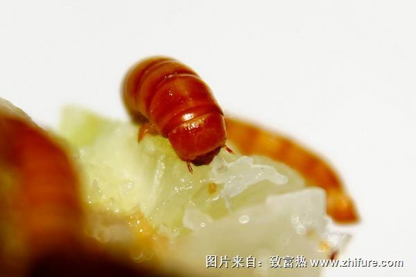 一斤黄粉虫多少钱？黄粉虫养殖前景分析