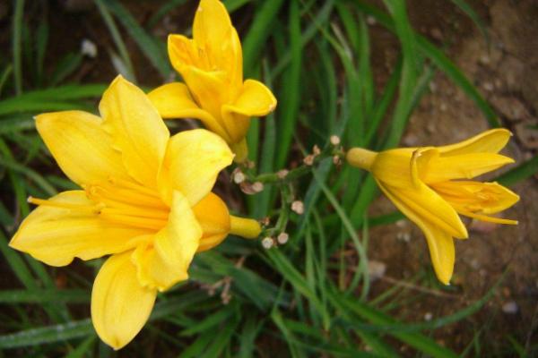 移栽黄花菜需要注意什么