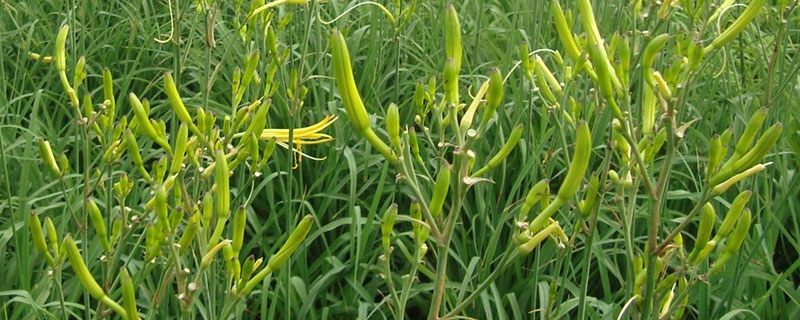 黄花菜价格如何？黄花菜种植利润及前景分析