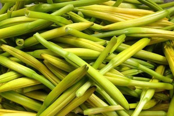 如何处理新鲜黄花菜？有什么作用和作用
