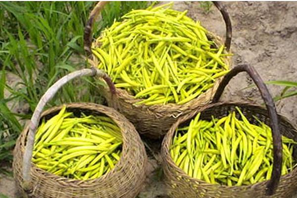 哪儿买黄花菜种子？怎样育苗