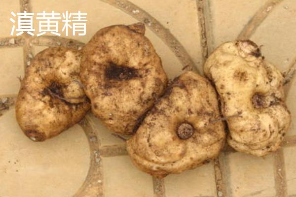 三年大概有几斤黄精？黄精种植利润及前景分析
