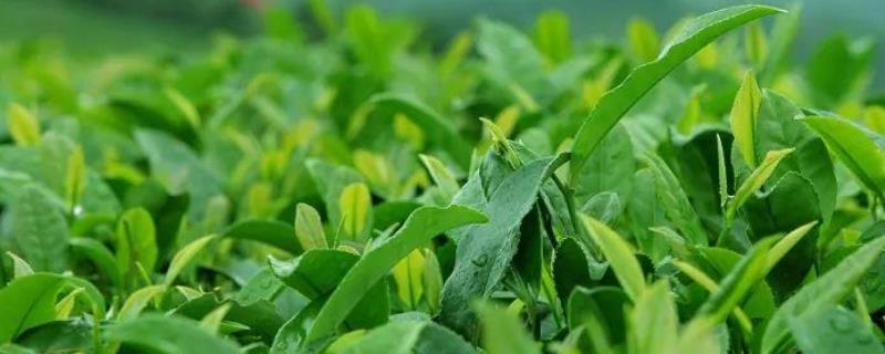 乌龙茶属于什么茶？常见品种有哪些