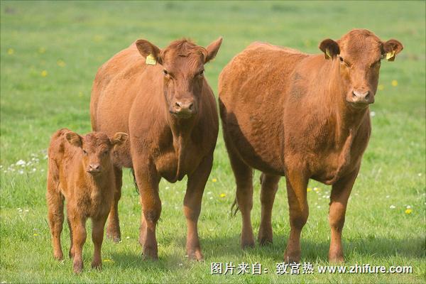 一头黎平黄牛多少钱？生产性能如何
