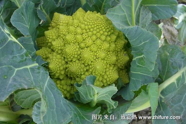 如何选择花椰菜?育苗方法有哪些