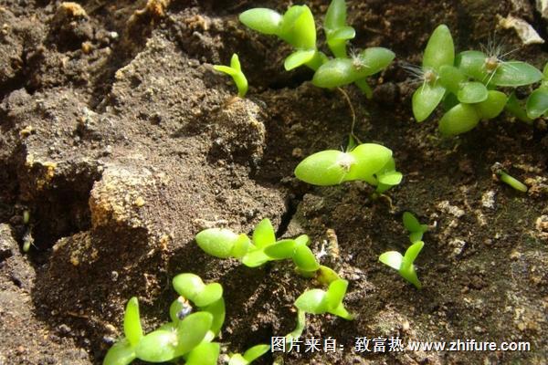 为什么晚上种火龙果要用灯照射？落花落果有哪些预防措施