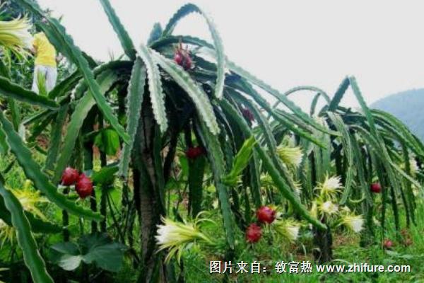 介绍国内优质火龙果品种