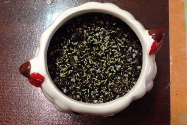 火龙果苗的市场价格是多少？如何选择优质的火龙果苗
