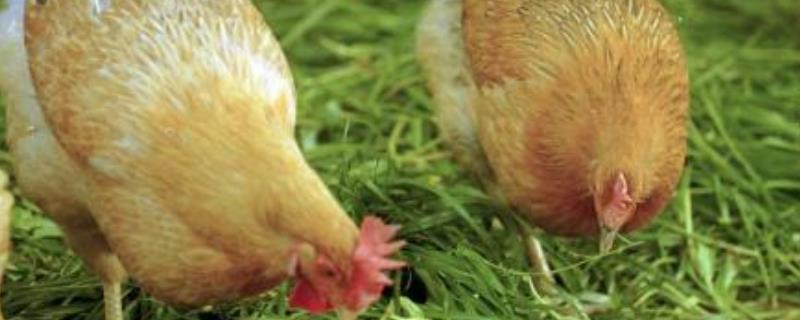 农村养鸡最赚钱的是什么？这些鸡市场需求大，利润高