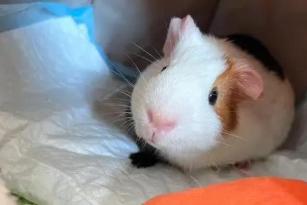 荷兰猪叫声所代表的含义