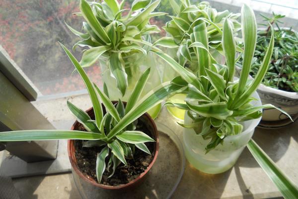 吸收甲醛的植物有哪些？10种植物净化甲醛最强
