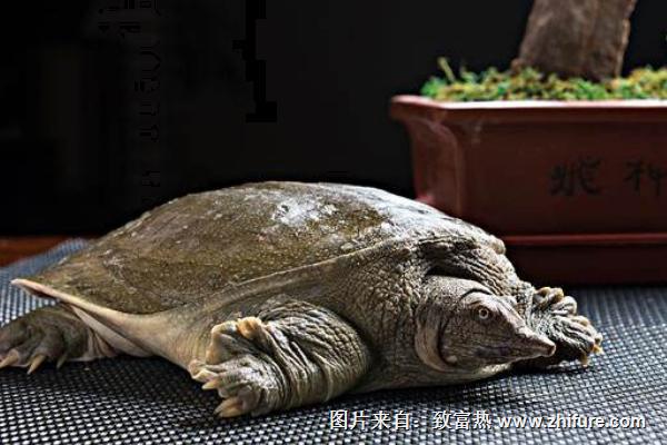 甲鱼吃什么?怎么养