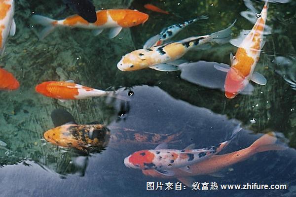 锦鲤有哪些常见品种？价格如何？锦鲤品种介绍