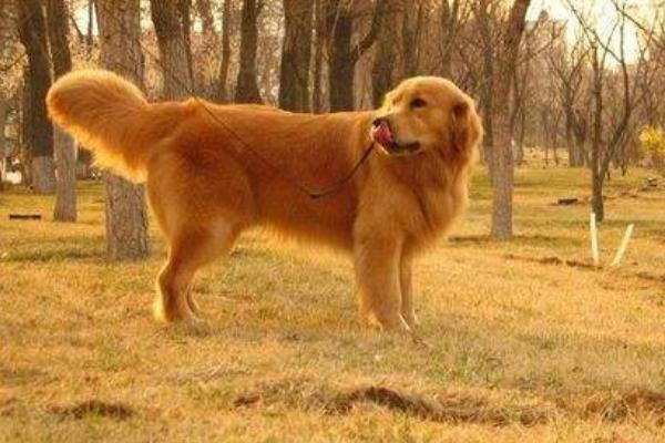 边境牧羊犬和金毛哪个好