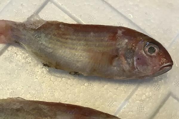 金线鱼的产地在哪里？金线鱼和红棕鱼一样