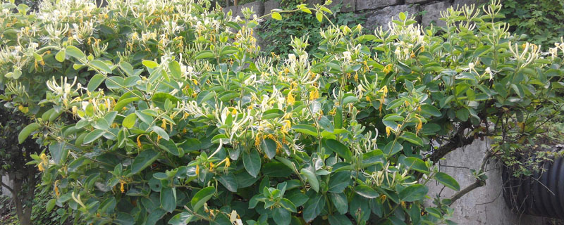 金银花可以放在室内吗？金银花应该如何保养