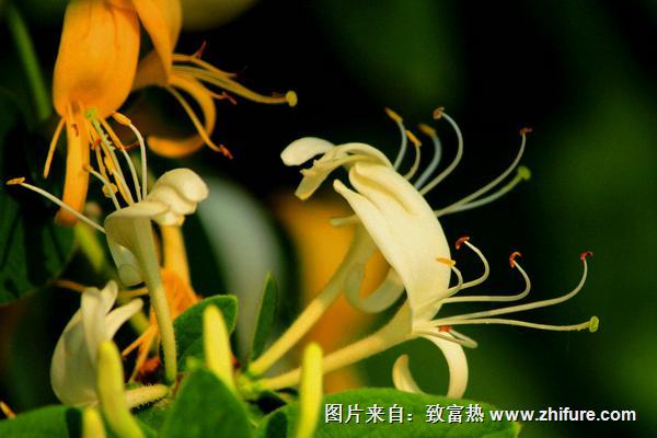 种植金银花的条件