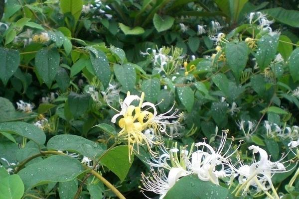 如何种植金银花
