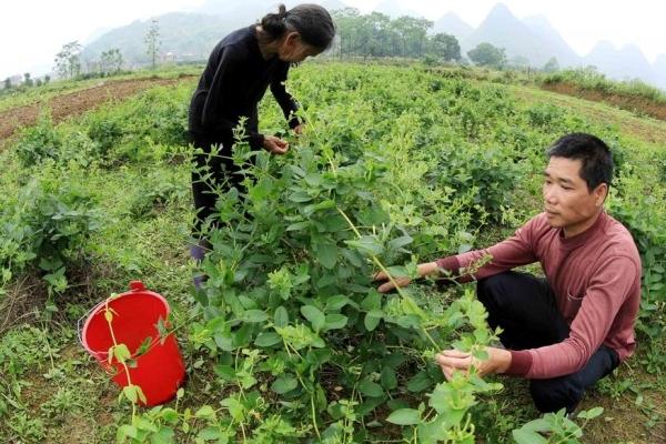 金银花白粉病的症状是什么？如何预防和控制