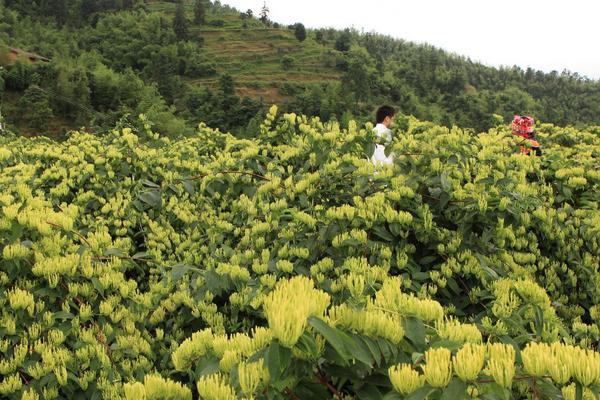 金银花种植条件