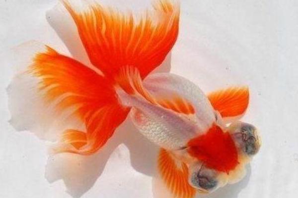 怎样养金鱼最好
