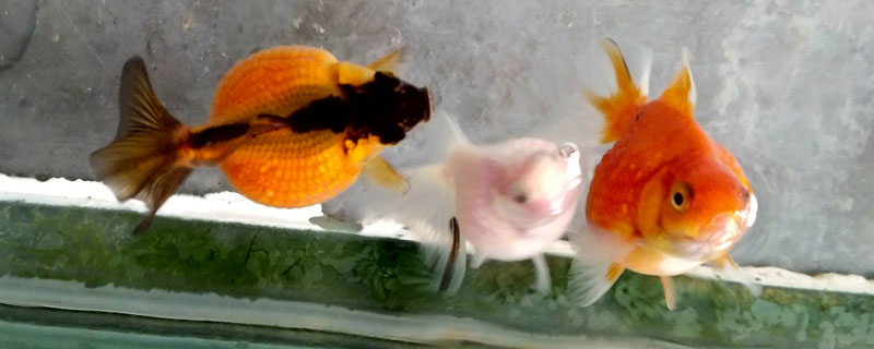 花语和金鱼草的故事