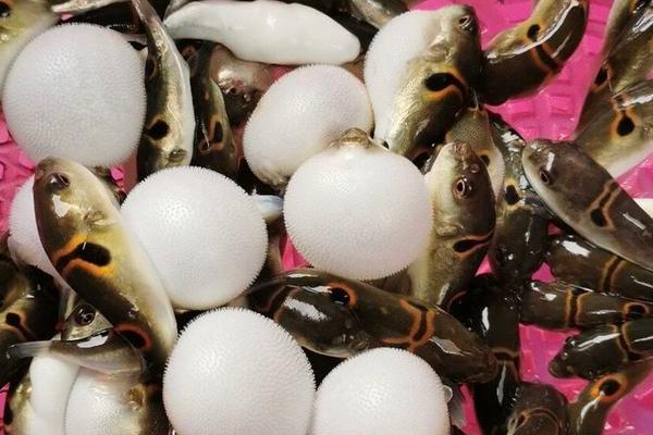 河豚育苗技术