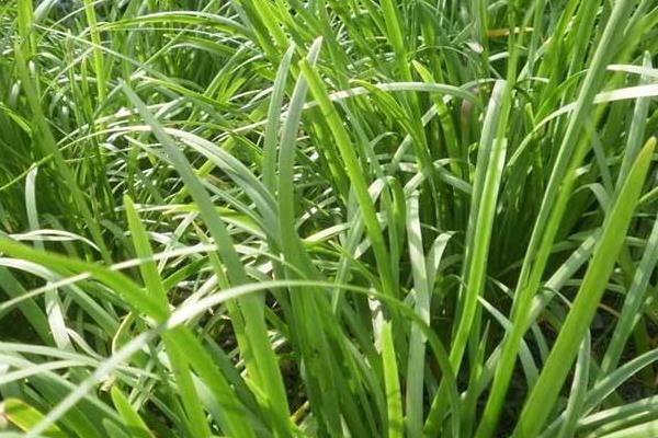 我国优质韭菜品种及其特点