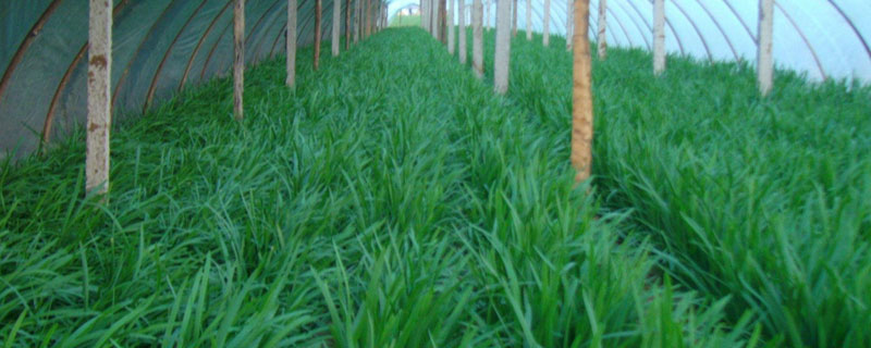 大面积种植韭菜黄要想稳产增收，有哪些种植技巧