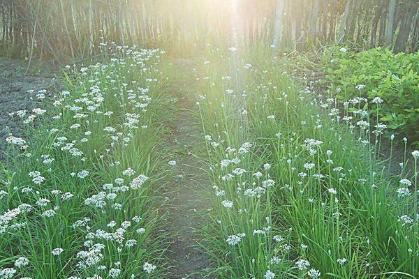 韭菜价格怎么样？一亩温室韭菜一年的利润是多少