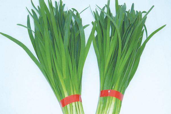 种韭菜要量好,产量高,用肥料有哪些技巧