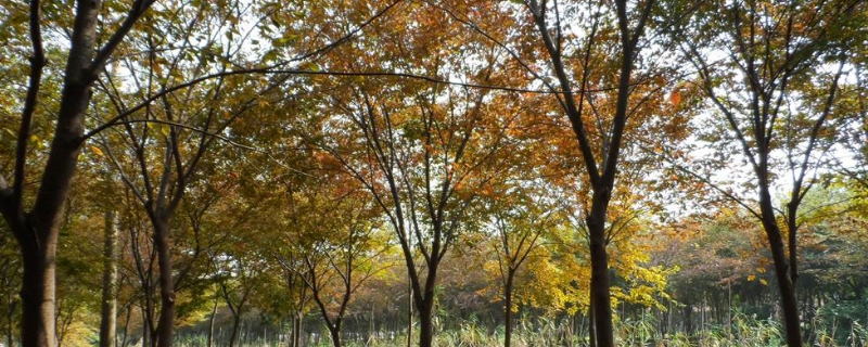 山毛榉树的市场价格是多少？山毛榉树的发展趋势和市场前景如何