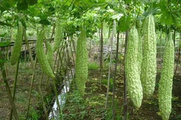 春季种植苦瓜如何育苗