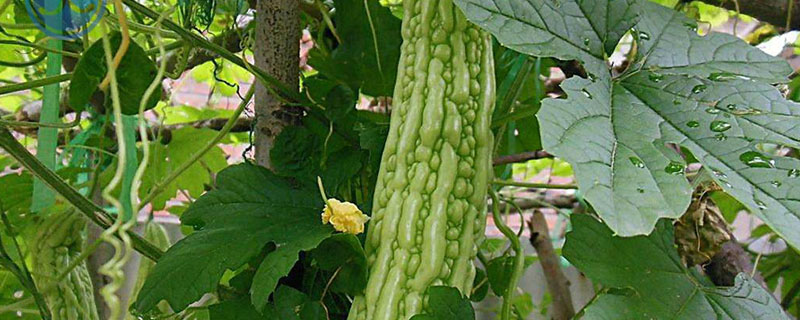 春天种什么蔬菜