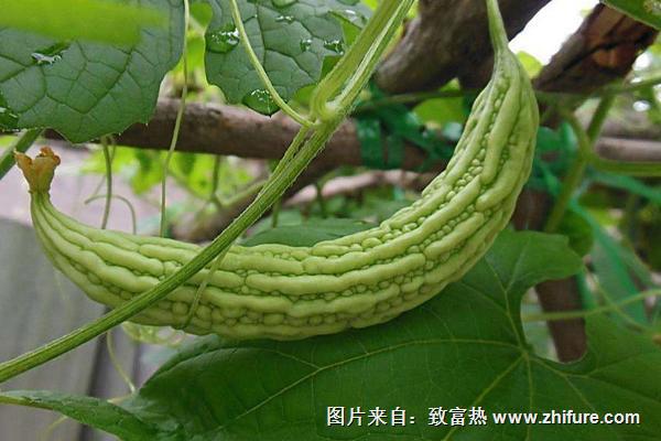 苦瓜的起源在哪里？苦瓜有哪些常见类型