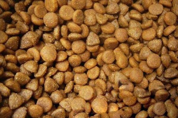 一只腊肠犬多少钱