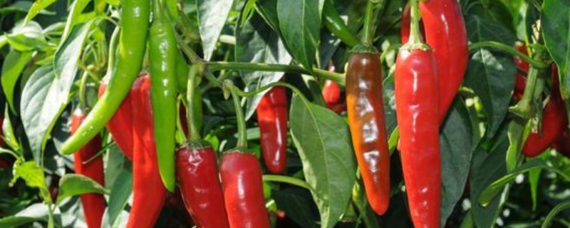 辣椒高产种植技术