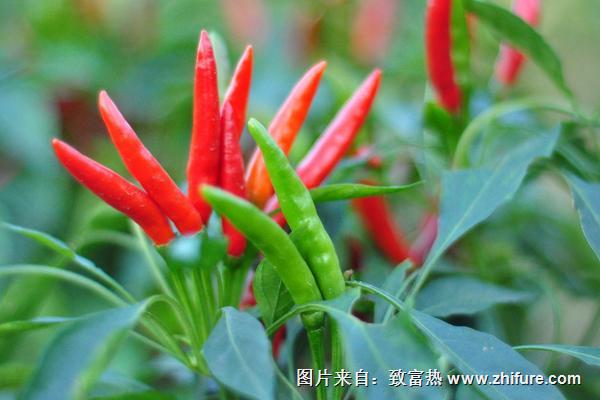 辣椒种植技术与管理