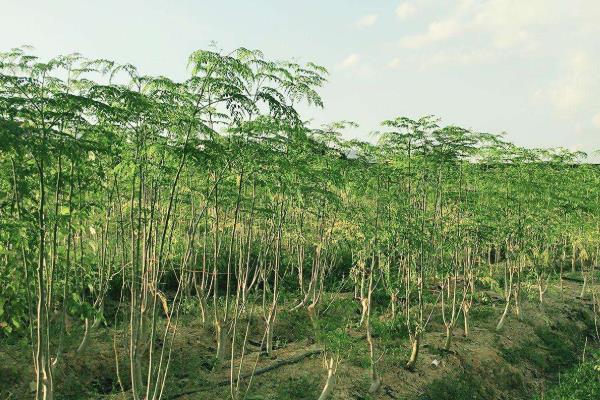 辣木有什么价值？市场前景如何？(附种植技术)