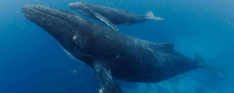 有哪些关于蓝鲸的信息