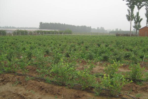 什么品种的蓝莓苗最好？有哪些育苗方法
