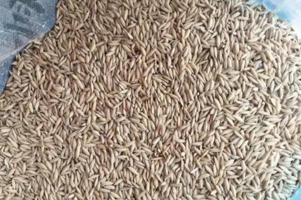 粮食种子储存要求