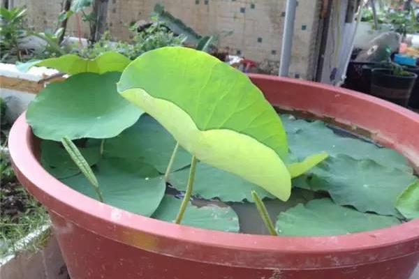种植20亩莲藕要多少钱？分析莲藕的种植成本