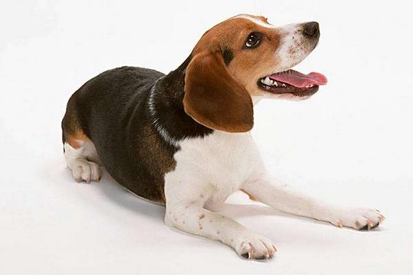 一只比格猎兔犬多少钱