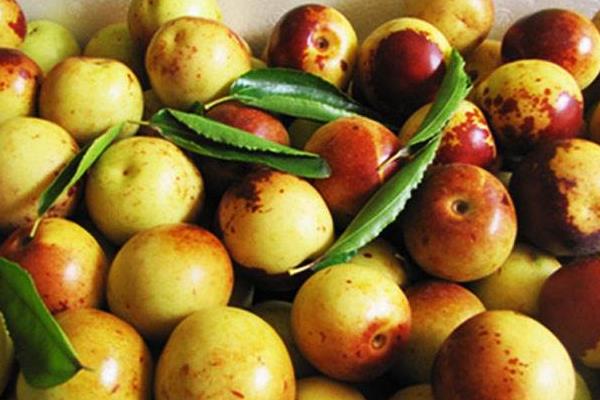 梨枣什么季节成熟？梨枣的功效与作用