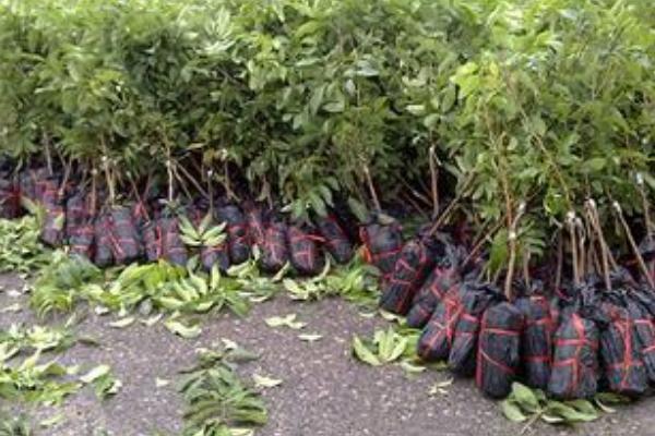 红毛丹和荔枝的区别