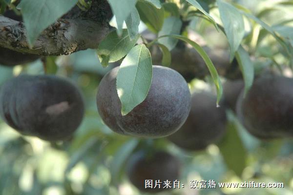 李子保鲜时间长