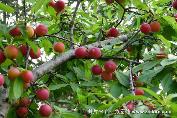 什么季节的水果三华李