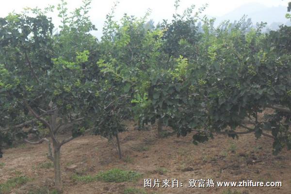 李子产地分布